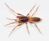 Harpactea hombergi